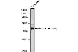 Western blot analysis of extracts of various cell lines, using Kallistatin (SERPIN) Rabbit pAb antibody (ABIN6131346, ABIN6147573, ABIN6147574 and ABIN6223161) at 1:500 dilution. (SERPINA4 anticorps  (AA 178-427))