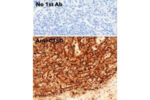 Immunohistochemistry (IHC) image for anti-Cathepsin D (CTSD) (C-Term) antibody (ABIN6254162) (Cathepsin D anticorps  (C-Term))