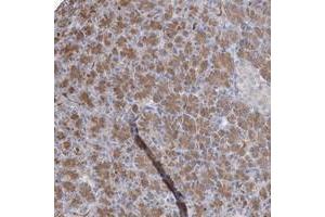 Immunohistochemical staining of human pancreas with ARMC3 polyclonal antibody  shows moderate cytoplasmic positivity in exocrine cells. (ARMC3 anticorps)