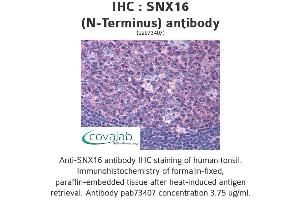 Image no. 3 for anti-Sorting Nexin 16 (SNX16) (N-Term) antibody (ABIN1739488) (SNX16 anticorps  (N-Term))