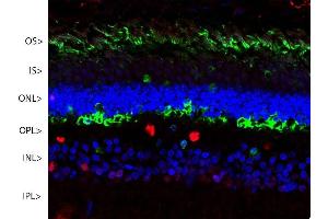 Confocal image of a pig retina stained with ABIN1580413 (green).