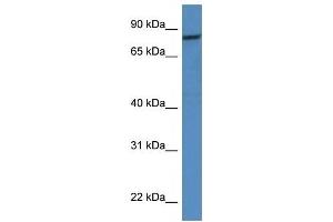 Western Blot showing CAPN1 antibody used at a concentration of 1 ug/ml against HT1080 Cell Lysate (CAPNL1 anticorps  (Middle Region))