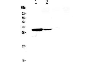 Western blot analysis of IL17C using anti-IL17C antibody . (IL17C anticorps  (AA 19-197))