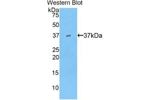 Western blot analysis of the recombinant protein. (APOA2 anticorps  (AA 19-100))