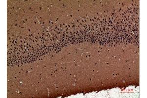 Immunohistochemistry (IHC) analysis of paraffin-embedded Mouse Brain, antibody was diluted at 1:100. (POLR3G anticorps  (Internal Region))