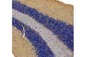 IHC analysis of SLC6A1 using anti-SLC6A1 antibody (ABIN5518957). (SLC6A1 anticorps  (N-Term))