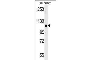 KIF24 Antibody (N-term) (ABIN651907 and ABIN2840447) western blot analysis in mouse heart tissue lysates (15 μg/lane). (KIF24 anticorps  (N-Term))