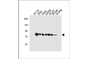 All lanes : Anti-GUSB Antibody (Center) at 1:4000 dilution Lane 1: HT-29 whole cell lysate Lane 2: WiDr whole cell lysate Lane 3: K562 whole cell lysate Lane 4:  whole cell lysate Lane 5: HL-60 whole cell lysate Lane 6: Mouse liver tissue lysate Lane 7: Mouse lung tissue lysate Lysates/proteins at 20 μg per lane. (Glucuronidase beta anticorps  (AA 335-362))