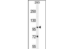 ZBTB10 Antibody (C-term) (ABIN654530 and ABIN2844249) western blot analysis in 293 cell line lysates (35 μg/lane). (ZBTB10 anticorps  (C-Term))