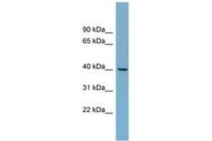 Image no. 1 for anti-Tripartite Motif Containing 63 (TRIM63) (AA 251-300) antibody (ABIN6743171) (TRIM63 anticorps  (AA 251-300))