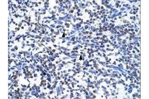 Image no. 2 for anti-Glial Cells Missing Homolog 1 (GCM1) (N-Term) antibody (ABIN6735857) (GCM1 anticorps  (N-Term))