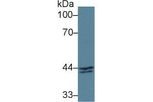 Detection of INHbA in Human MCF7 cell lysate using Polyclonal Antibody to Inhibin Beta A (INHbA) (INHBA anticorps  (AA 311-426))