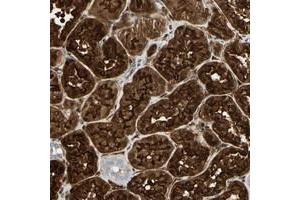 Immunohistochemical staining of human kidney with CLIC4 polyclonal antibody  shows strong nuclear and cytoplasmic positivity in cells in tubules at 1:20-1:50 dilution. (CLIC4 anticorps)