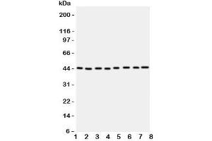 Western blot testing of PGK1 antbody; Lane 1: rat liver;  2: (r) brain;  3: (r) lung; and human samples  4: A431;  5: COLO320;  6: HeLa;  7: A549;  8: Jurkat cell lysate.