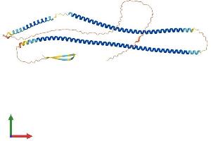 AlphaFold protein structure predicition of Human Recombinant KRT14 Protein, UniprotID P02533