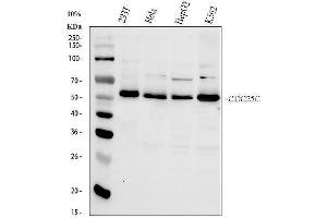 Western blot analysis of Cdc25C using anti-Cdc25C antibody (ABIN3042352). (CDC25C anticorps  (AA 175-473))