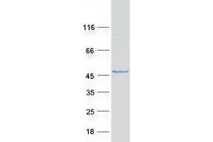 Validation with Western Blot