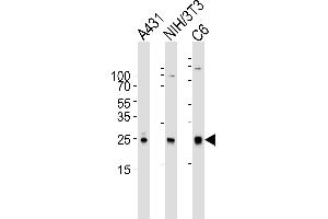 Western blot analysis of lysates from A431, mouse NIH/3T3, rat C6 cell line (from left to right), using RAC1 Antibody (ABIN6242819 and ABIN6577074). (RAC1 anticorps)