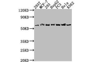 Western Blot Positive WB detected in: 293T whole cell lysate, MCF-7 whole cell lysate, 293 whole cell lysate, HepG2 whole cell lysate, PC-3 whole cell lysate, Hela whole cell lysate, K562 whole cell lysate All lanes: APCDD1 antibody at 1:1000 Secondary Goat polyclonal to rabbit IgG at 1/50000 dilution Predicted band size: 59 kDa Observed band size: 59 kDa (APCDD1 anticorps  (AA 22-288))