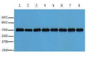 Western Blotting (WB) image for anti-Actin antibody (ABIN3181258) (Actin anticorps)