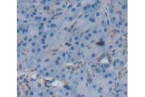 IHC-P analysis of Human Tissue, with DAB staining. (SEMA4B anticorps  (AA 192-367))