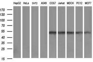 Image no. 2 for anti-Zinc Finger and SCAN Domain Containing 21 (Zscan21) antibody (ABIN1501867) (ZSCAN21 anticorps)
