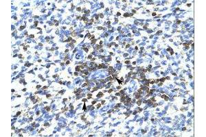Image no. 1 for anti-REST Corepressor 3 (RCOR3) (N-Term) antibody (ABIN202657)