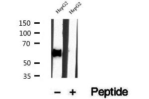 Western blot analysis of extracts of HepG2 cells, using DBR1 antibody. (DBR1 anticorps)