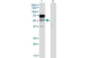 Western Blot analysis of LILRA2 expression in transfected 293T cell line by LILRA2 monoclonal antibody (M17), clone 3C7. (LILRA2 anticorps  (AA 322-383))