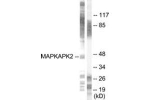 Western blot analysis of extracts from HeLa cells, treated with Ca2+ 40nM 30', using MAPKAPK2 (Ab-334) Antibody. (MAPKAP Kinase 2 anticorps  (AA 300-349))