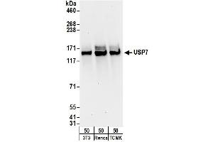 Western Blotting (WB) image for anti-Ubiquitin Specific Peptidase 7 (Herpes Virus-Associated) (USP7) (AA 1-50) antibody (ABIN7453454) (USP7 anticorps  (AA 1-50))