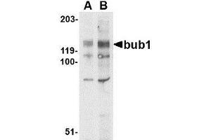 Western blot analysis of bub1 in A-20 lysate with AP30171PU-N bub1 antibody at (A) 2 and (B) 4 μg/ml. (BUB1 anticorps  (N-Term))