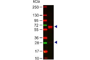 Western Blot of Rabbit Anti-HUMAN IgA (alpha chain) Antibody Lane 1: Human IgA Load: 100 ng per lane Primary antibody: HUMAN IgA (alpha chain) Antibody at 1:1000 for 60 min at RT Secondary antibody: DyLight 649 goat anti-rabbit at 1:20,000 for 30 min at RT Block: 5% BLOTTO 30 min at RT Predicted/Observed size: 60and 28 kDa, 60 and 28 kDa (Lapin anti-Humain IgA (Heavy Chain) Anticorps - Preadsorbed)