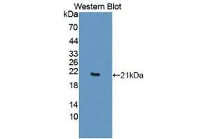 Western blot analysis of recombinant Human TNFa. (TNF alpha anticorps  (AA 77-233))