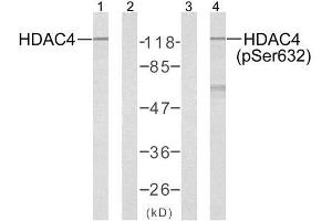 Western blot analysis of extracts from Jurkat cells using HDAC4 (Ab-632) antibody (E021141, Lane 1 and 2) and HDAC4 (phospho-Ser632) antibody (E011192, Lane 3 and 4) . (HDAC4 anticorps)