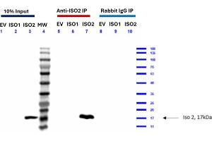 anti-Feimin (N-Term) antibody