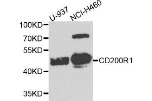 Western blot analysis of extracts of various cell lines, using CD200R1 antibody (ABIN5974544) at 1/1000 dilution. (CD200R1 anticorps)