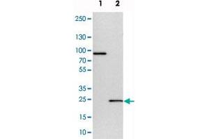 Western blot analysis of cell lysates with CCDC90B polyclonal antibody  at 1:250-1:500 dilution. (CCDC90B anticorps)