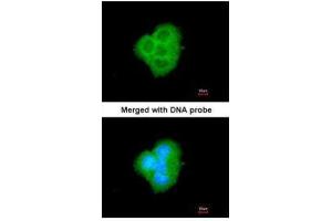 ICC/IF Image Immunofluorescence analysis of paraformaldehyde-fixed A431, using BCL2L10, antibody at 1:200 dilution. (BCL2L10 anticorps)