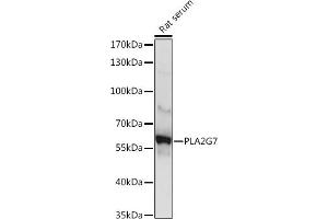 Western blot analysis of extracts of Rat serum, using PLG7 Rabbit pAb (ABIN6131874, ABIN6145735, ABIN6145737 and ABIN6225094) at 1:1000 dilution. (PLA2G7 anticorps  (AA 172-441))