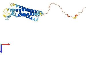 AlphaFold protein structure predicition of Mouse Recombinant Cldn16 Protein, UniprotID Q925N4