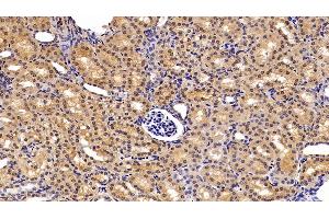 Detection of GSTa2 in Porcine Kidney Tissue using Polyclonal Antibody to Glutathione S Transferase Alpha 2 (GSTa2)