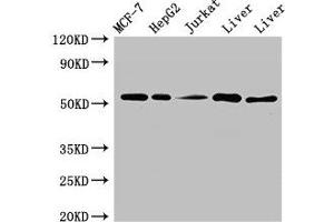 Western Blot Positive WB detected in: MCF-7 whole cell lysate, HepG2 whole cell lysate, Jurkat whole cell ltysate, Mouse liver tissue, Rat liver tissue All lanes: KAT8 antibody at 3 μg/mL Secondary Goat polyclonal to rabbit IgG at 1/50000 dilution Predicted band size: 53, 54 kDa Observed band size: 53 kDa (MYST1 anticorps  (AA 1-168))