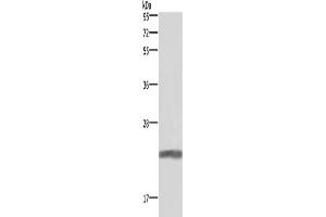 Western Blotting (WB) image for anti-Growth Hormone 1 (GH1) antibody (ABIN2434692) (Growth Hormone 1 anticorps)