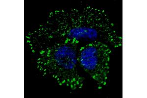 Fluorescent confocal image of MCF7 cells stained with phospho-ERBB2- antibody. (ErbB2/Her2 anticorps  (pTyr1127))