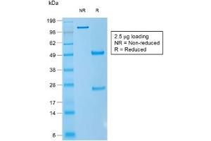 SDS-PAGE analysis of purified, BSA-free recombinant CD1a antibody (clone rC1A/711) as confirmation of integrity and purity. (CD1a anticorps)