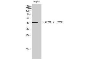 Western Blotting (WB) image for anti-CCAAT/enhancer Binding Protein (C/EBP), alpha (CEBPA) (pThr230) antibody (ABIN3173116) (CEBPA anticorps  (pThr230))