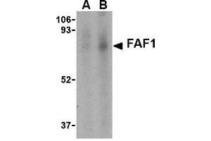 Western blot analysis of FAF1 in Jurkat cell lysate with AP30327PU-N FAF1 antibody at (A) 1 and (B) 2 μg/ml. (FAF1 anticorps  (C-Term))