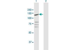 Western Blot analysis of PTPRN2 expression in transfected 293T cell line by PTPRN2 MaxPab polyclonal antibody.