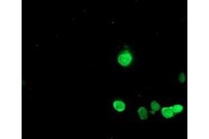 Anti-HES1 mouse monoclonal antibody (ABIN2455320) immunofluorescent staining of COS7 cells transiently transfected by pCMV6-ENTRY HES1 (RC211709). (HES1 anticorps)